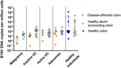 Prevalence, Cell Tropism, and Clinical Impact of Human Parvovirus Persistence in Adenomatous, Cancerous, Inflamed, and Healthy Intestinal Mucosa